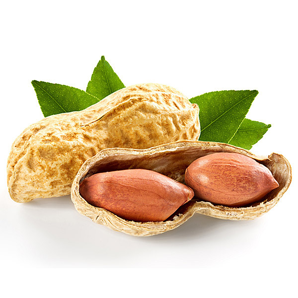 En elegant Jordnöt, Lätt saltade med naturligt utseende och känsla. Detaljerad utformning med realistiskt bladverk. 