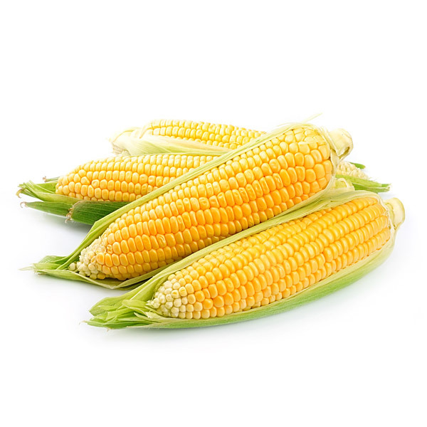 En elegant Majs, Närodlad majs med naturligt utseende och känsla. Detaljerad utformning med realistiskt bladverk. 